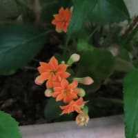 植え替え