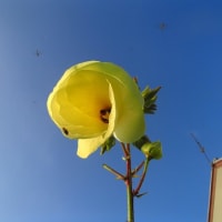 ようやく青空に映える花オクラが撮れました　3日