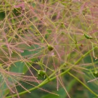花の端境期の水林自然林には菌従属栄養植物などが（2025.6.8）#2 そして四季の里バラ園に