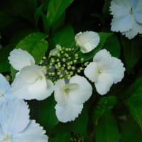 ５月10日　今日の写真　芍薬Ⅱ　アジサイⅡ　ばらⅡ