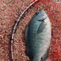 続ハッピーにてフカセ