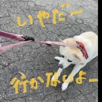 蟻の門渡り 解らないなら辞書で調べてね かりな ちゃん ハイ 蟻の門渡り 解らないなら辞書で調べてね かりな ちゃん ハイ