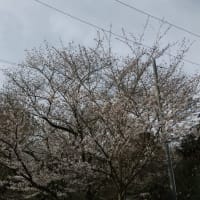 峰山桜７