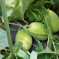 ＜我が家の菜園521＞　マクワウリ　着果
