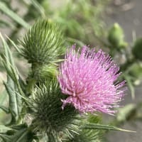 夏薊