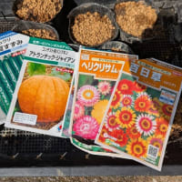 第2弾キュウリの種蒔き