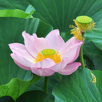 翠池の蓮花～２
