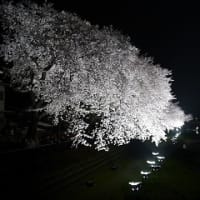 一夜限りの野川の桜ライトアップ最高でした。