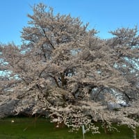 桜が満開の巻