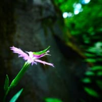 カワラナデシコ、バッタ、メハジキ（板橋区立赤塚植物園 2025.7.13 撮影）