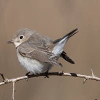 ほっこり