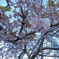 スモモの花、桜など☆
