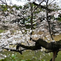 東京の桜の花は終わりました…前