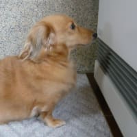 弊社　看板犬　とまと