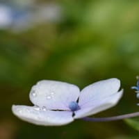雨色あじさいの小皿。