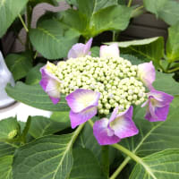 先週の21日（土)は夏至、はや1週間過ぎアジサイの季節となった．．．。
