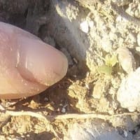 翠の若葉はそれぞれに可愛いのだ