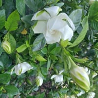 くちなしの花