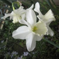 さくら　2008.5