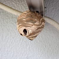 スズメバチの巣にご注意