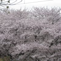 桜が満開♪
