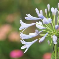 アガパンサスの咲く季節
