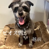 越前が！　ビオス店