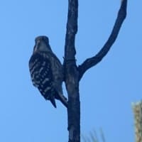 05/09探鳥記録写真-2：はまゆう公園の鳥たち（ウグイス、コゲラ、ホオジロ、カワラヒワ、）
