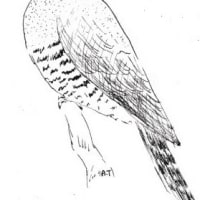 ５月のやさしい自然教室 野鳥のさえずりを聴いてみよう 京都科学読み物研究会