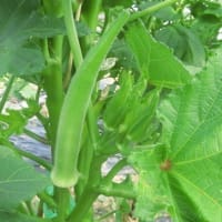 7月、ある休日のあれこれ（1）