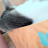 今日の3にゃん 13