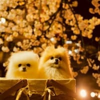 お花追っかけ～～・・・＠五条川　夜桜