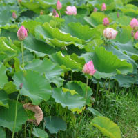 今川の花池へ再々度蓮の花の開花状態を観に行って来ました、爺は焦れども花は咲かず、花咲爺爺がいて欲しい～～~~(笑)。