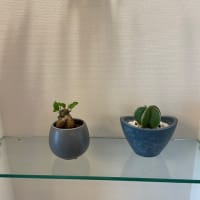 ブラキキトン新芽5日目