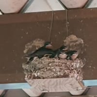 飛ぶ気  まんまん