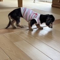 厚揚げの卵とじ☆コロコロサラダ☆焼き魚