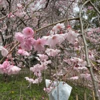 弘法寺ぐほうじ　の　枝垂れ桜