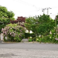 大きなロサ系の薔薇と、小さなかん太と真生