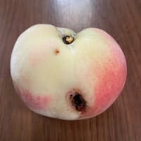 もうすぐ　収穫を迎える桃ですが・・・
