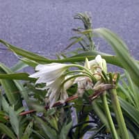 今朝の御宿　　25/07/15