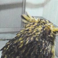 去年のしまねっこちゃん