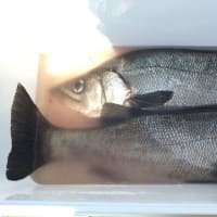釣果