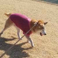 クリンへの想いは尽きなくて・・・316