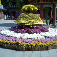 香港の風景②　寺院の菊の花