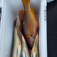 今日の昼釣り　6月20日(金)