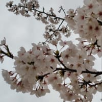 頑張れたこととゆずライブ(追記あり）