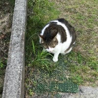 花と花粉とわろた話し