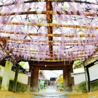 西条市の観音堂（禎祥寺）の藤の花が見頃になっていました