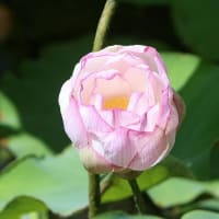 舎人公園、夏の花