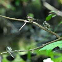 いつもの公園
